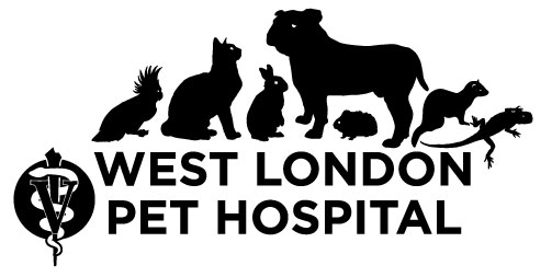 Dave's store animal hospital